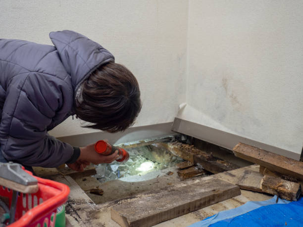 Professional Mold Removal in Decatur, IN