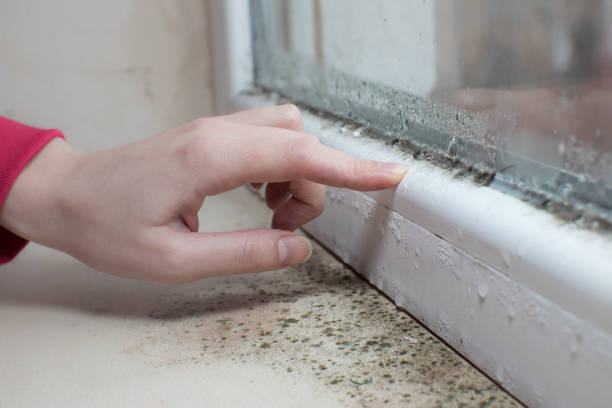 Best Black Mold Removal  in Decatur, IN