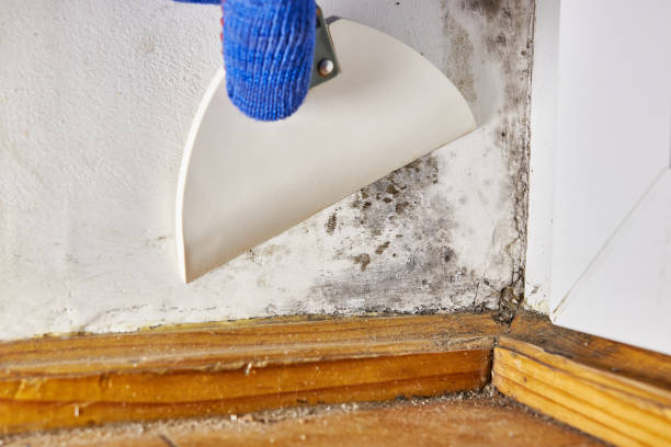Best Biohazard Mold Removal  in Decatur, IN